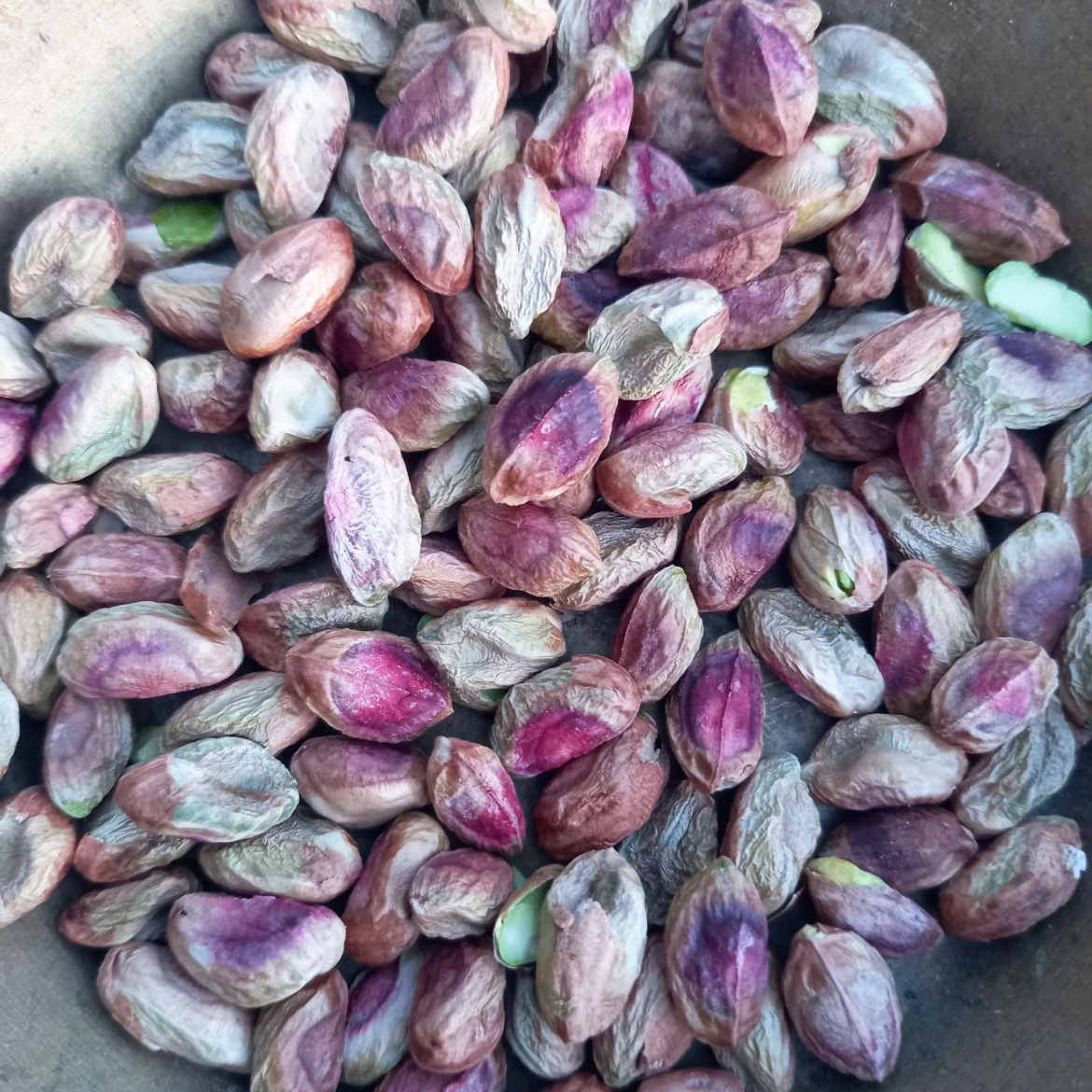 فروش و صادرات انواع پسته